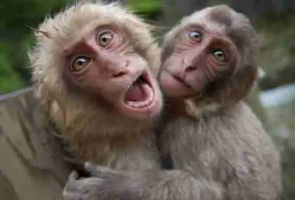 Shocker! Monkeys swallow N70m belonging to Northern senators  